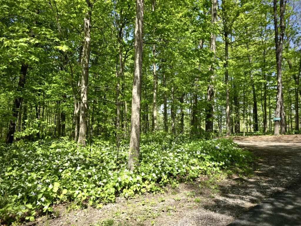Imagine your morning walk here on our trails — birdsong above, wildflowers at your feet. 🍃🐦