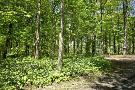 Imagine your morning walk here on our trails — birdsong above, wildflowers at your feet. 🍃🐦