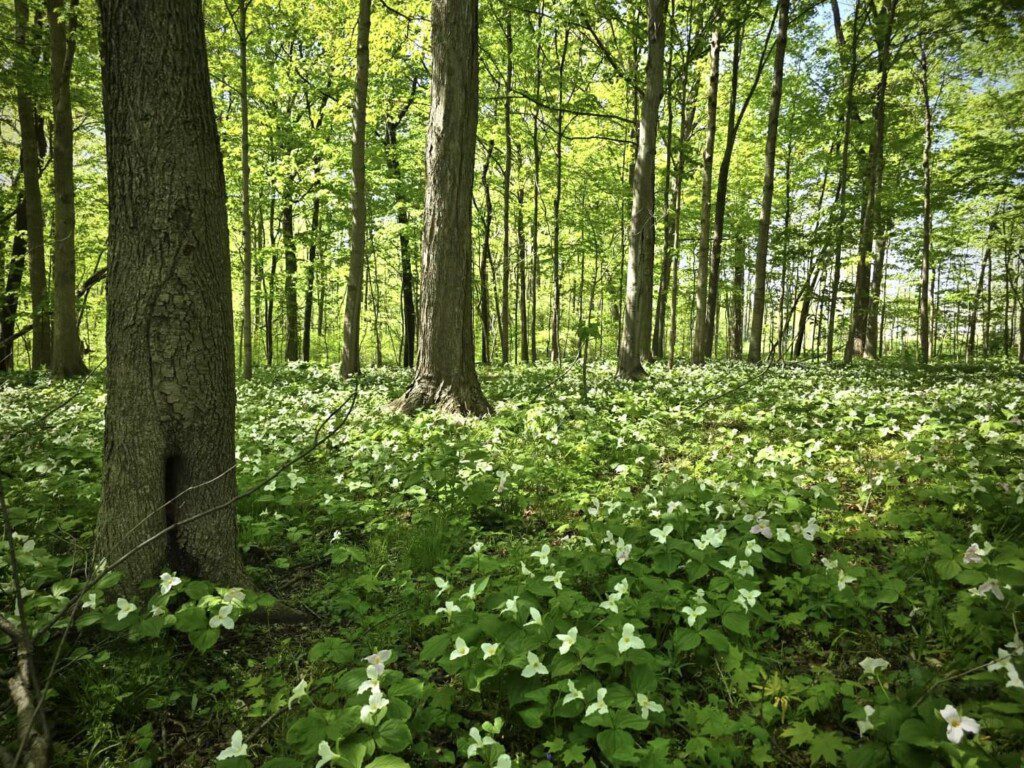 Imagine your morning walk here on our trails — birdsong above, wildflowers at your feet. 🍃🐦