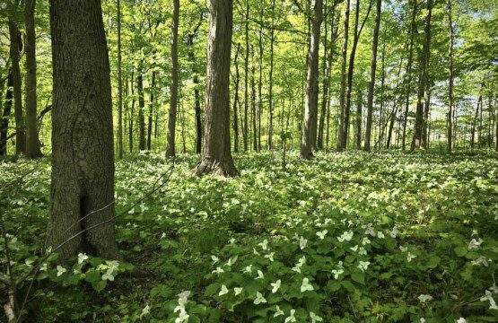 Imagine your morning walk here on our trails — birdsong above, wildflowers at your feet. 🍃🐦