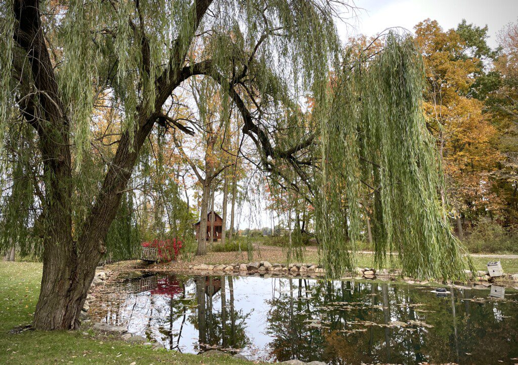 🏡 Nature surrounds you! Enjoy the serenity of your own pond, bridge, and willow tree—just steps from Valley Hills Cabin. Imagine quiet mornings and golden sunsets here. 🌅🍂