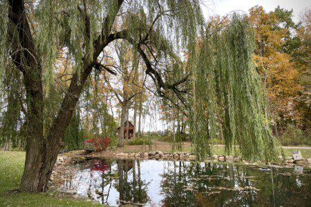 🏡 Nature surrounds you! Enjoy the serenity of your own pond, bridge, and willow tree—just steps from Valley Hills Cabin. Imagine quiet mornings and golden sunsets here. 🌅🍂