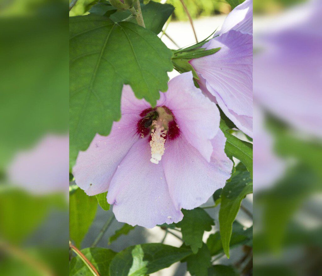 Backyard Tree flowers