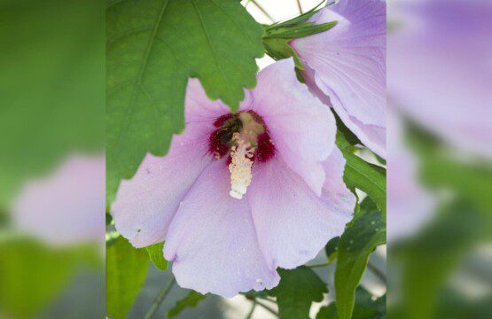 Backyard Tree flowers