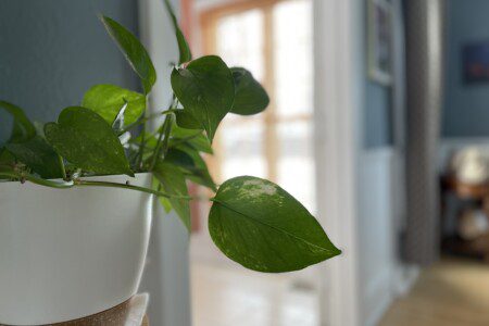 Lush greenery and thoughtful touches greet you throughout your stay 🌿 — a little reminder to slow down, breathe, and truly enjoy every moment of your retreat.